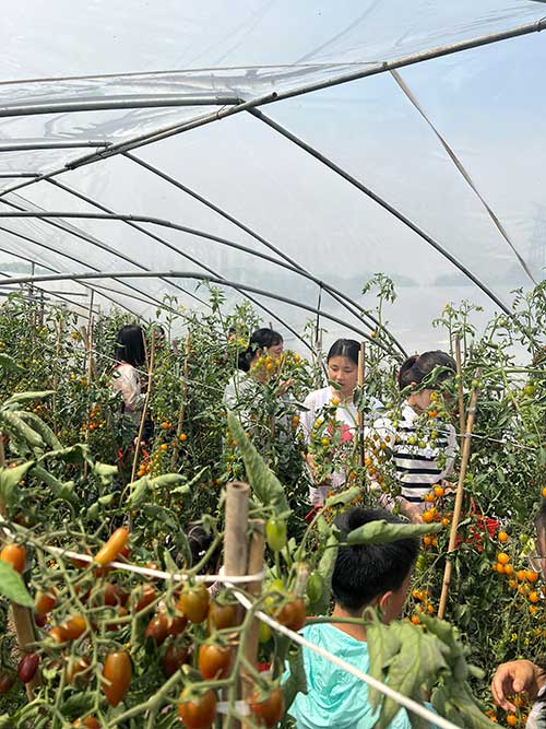 采摘番茄.jpg 采摘番茄.jpg